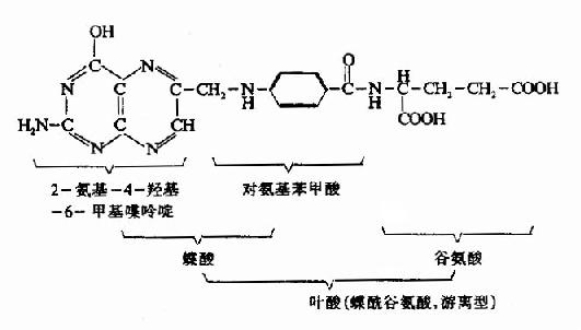 一、维生素B复合体