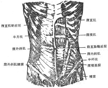 腹前壁解剖图图片