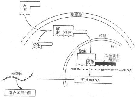 类固醇激素作用机制示意图