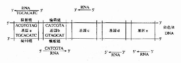 细菌染色体上几个基因转录的方向及所用模板