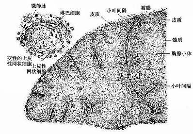 小鼠胸腺手绘图图片