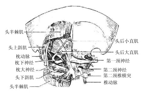 枕三角内的结构图片