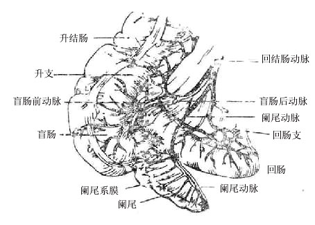 回结肠动脉