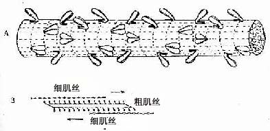 平滑肌粗肌丝结构模式图