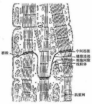 闰盘模式图图片