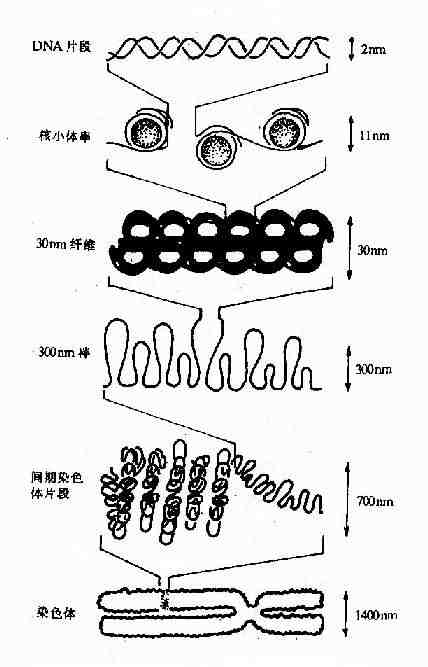 DNA的高级结构－从核小体至染色体