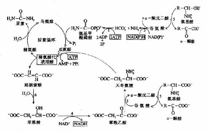 嘌呤核苷酸循环图解图片