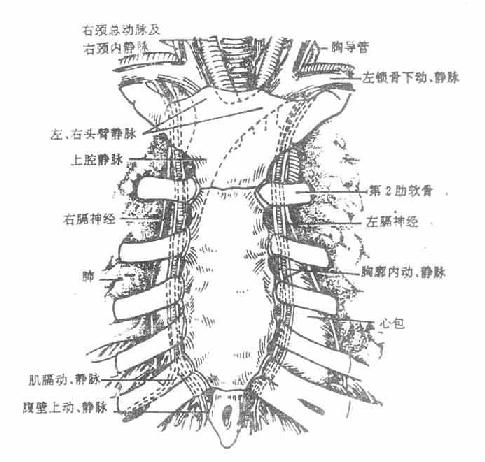 胸廓内血管