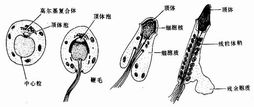 精子形成图示图片