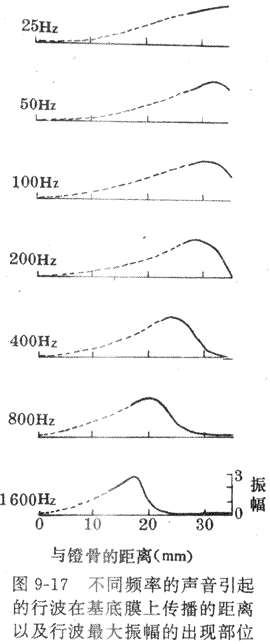 （二）基底膜的振动和行波理论