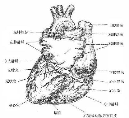 心脏的外形及血管