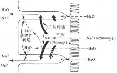 小肠粘膜对钠和水的吸收