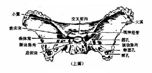 蝶骨嵴解剖图图片
