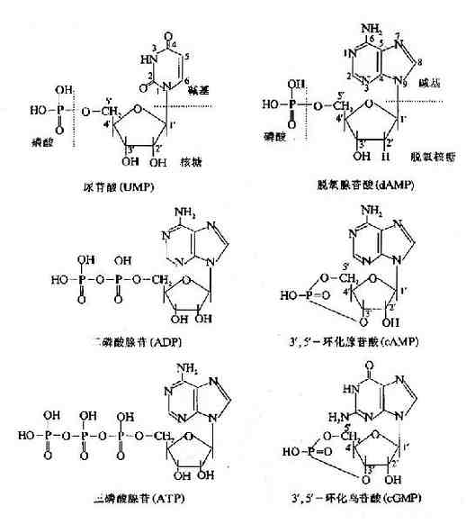 腺嘌呤脱氧核糖核酸图片