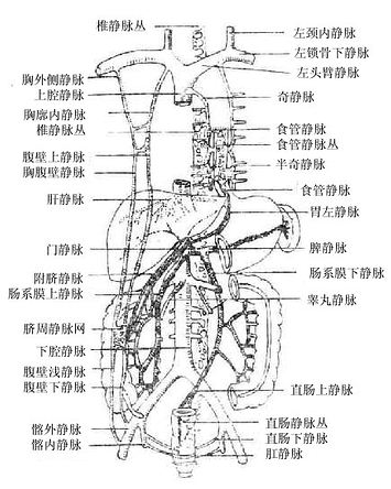 上下腔静脉解剖图图片