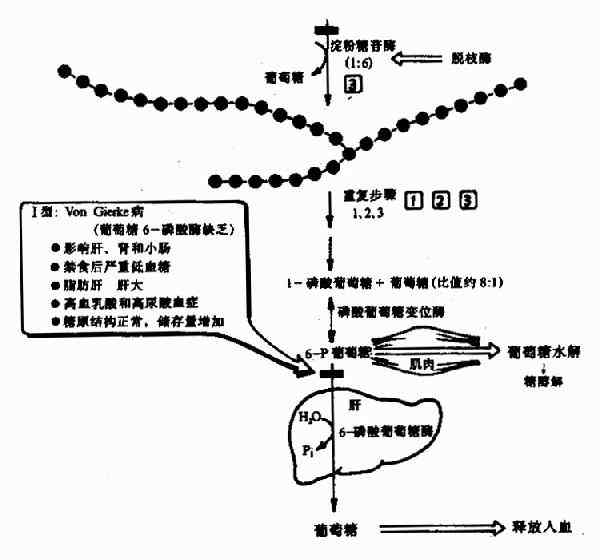 二、糖原的分解