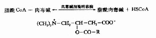 (一)脂肪酸的β-氧化过程