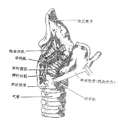 喉肌(侧面)