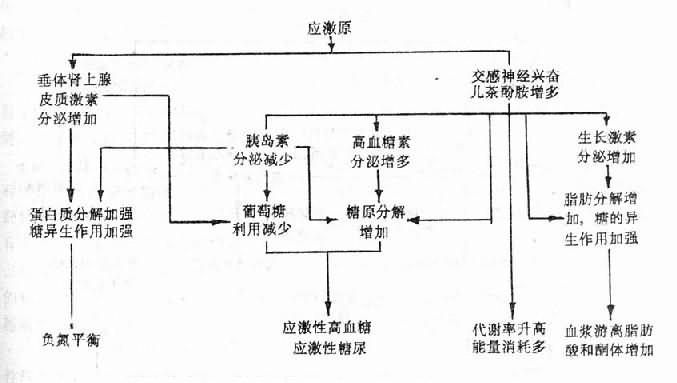 应激时糖、脂肪和蛋白质代谢的变化