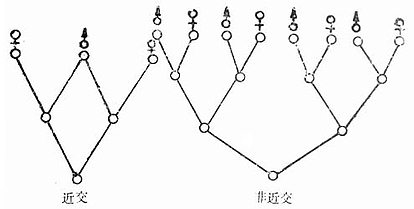 近交和非近交时亲缘关系示意图