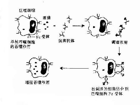 抗体的调理吞噬作用