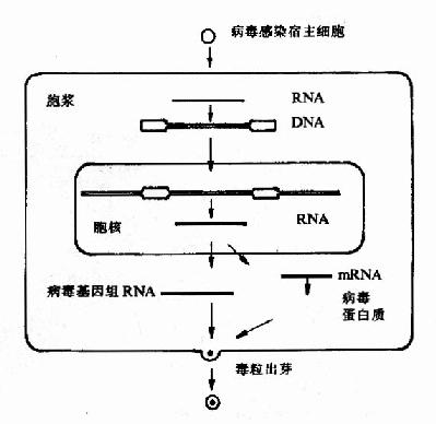 第二十二章 癌基因與抑癌基因(oncogene and anti-oncogene)