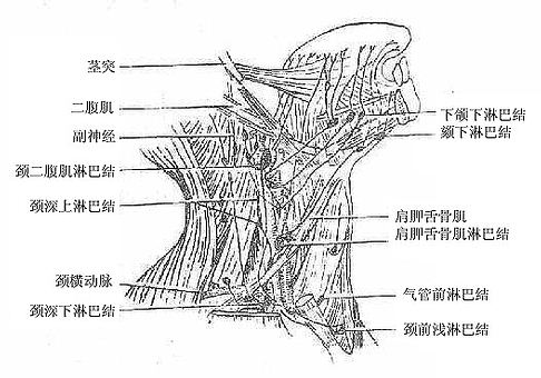 颈深淋巴结群