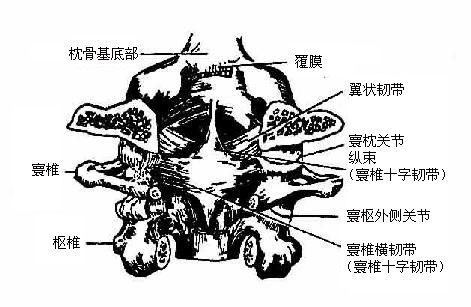 环枕、环枢关节