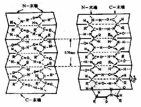 蛋白质分子中的β－片层结构