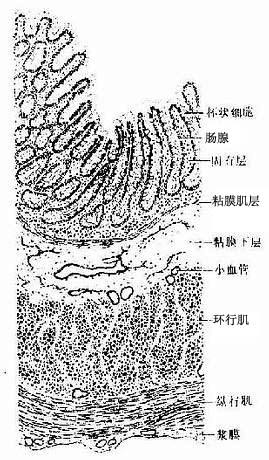  结肠（纵切） 