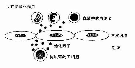 第十二章免疫應答二t細胞介導的細胞免疫