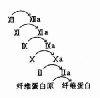 血液凝固的瀑布效应