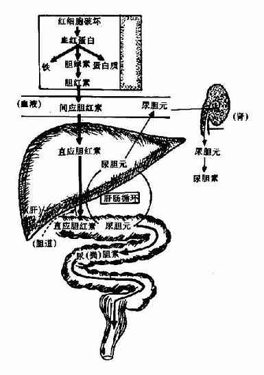 正常胆红素的代谢