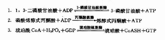 (一)底物水平磷酸化(substrate level phosphorylation)