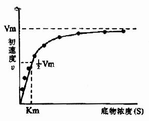 二、底物浓度对反应速度的影响