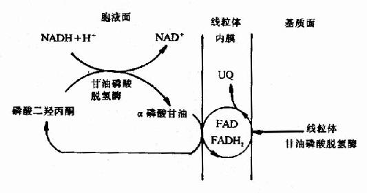 线粒体中某些底物氧化时的呼吸链