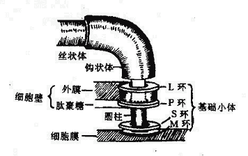 大肠杆菌鞭毛根部结构模式图