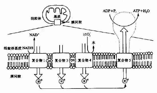 电子传递与质子传递偶联