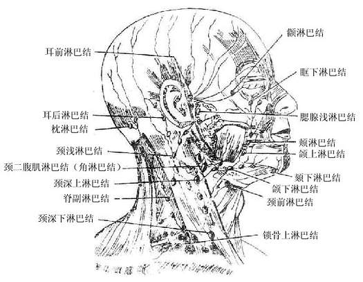 头面部淋巴结分布图图片