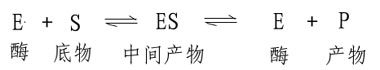 二、底物浓度对反应速度的影响