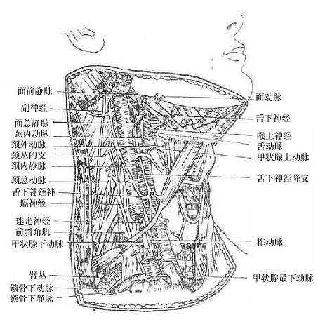 第六章 颈部